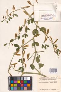 Zygophyllum fabago L., Eastern Europe, Lower Volga region (E9) (Russia)