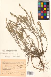 Artemisia lercheana Weber ex Stechm., Eastern Europe, Lower Volga region (E9) (Russia)