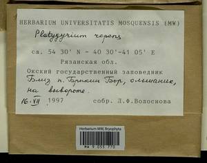 Platygyrium repens (Brid.) Schimp., Bryophytes, Bryophytes - Middle Russia (B6) (Russia)