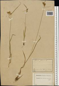 Carex flava L., Eastern Europe, Central forest region (E5) (Russia)
