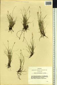 Carex parallela subsp. redowskiana (C.A.Mey.) T.V.Egorova, Siberia, Altai & Sayany Mountains (S2) (Russia)