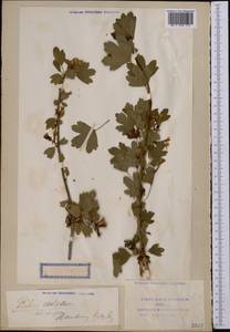 Ribes aureum Pursh, Middle Asia, Syr-Darian deserts & Kyzylkum (M7) (Uzbekistan)