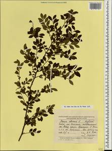 Myrsine africana L., South Asia, South Asia (Asia outside ex-Soviet states and Mongolia) (ASIA) (China)