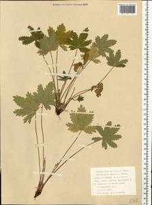 Potentilla thuringiaca Bernh. ex Link, Eastern Europe, Northern region (E1) (Russia)