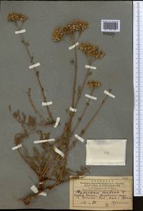 Hypericum scabrum L., Middle Asia, Pamir & Pamiro-Alai (M2) (Uzbekistan)