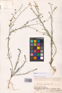 Linum austriacum L., Eastern Europe, Lower Volga region (E9) (Russia)