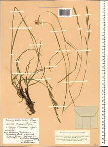 Bromus biebersteinii Roem. & Schult., Caucasus, Dagestan (K2) (Russia)