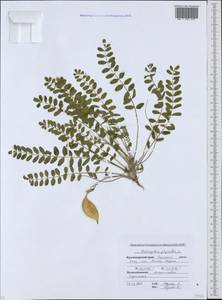 Astragalus utriger Pall., Caucasus, Krasnodar Krai & Adygea (K1a) (Russia)