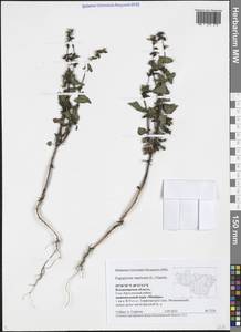 Fagopyrum tataricum (L.) Gaertn., Eastern Europe, Central region (E4) (Russia)