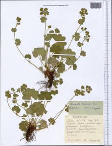 Alchemilla hebescens Juz., Eastern Europe, Eastern region (E10) (Russia)