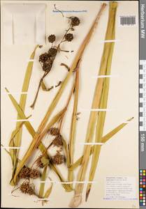 Sparganium erectum subsp. neglectum (Beeby) K.Richt., Caucasus, Black Sea Shore (from Novorossiysk to Adler) (K3) (Russia)
