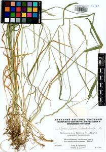 Elymus fibrosus (Schrenk) Tzvelev, Siberia, Baikal & Transbaikal region (S4) (Russia)