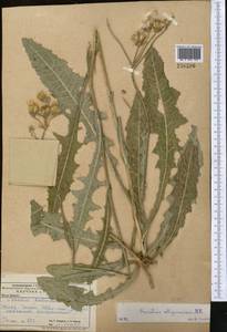 Sonchus arvensis subsp. uliginosus (M. Bieb.) Nyman, Middle Asia, Caspian Ustyurt & Northern Aralia (M8) (Kazakhstan)