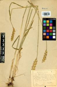 Triticum aestivum L., Siberia, Baikal & Transbaikal region (S4) (Russia)