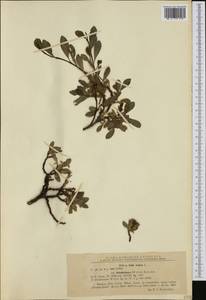 Salix retusa L., Western Europe (EUR) (Romania)