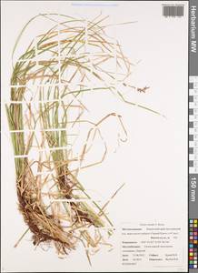 Carex rhizina subsp. reventa (V.I.Krecz.) T.V.Egorova, Siberia, Chukotka & Kamchatka (S7) (Russia)