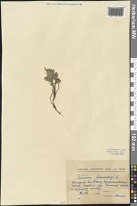 Teucrium chamaedrys L., Western Europe (EUR) (Bulgaria)