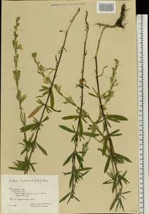 Silene tatarica (L.) Pers., Eastern Europe, Central region (E4) (Russia)