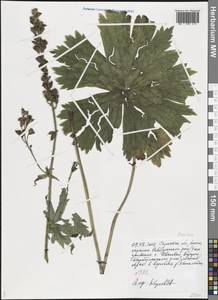 Aconitum, Eastern Europe, Lower Volga region (E9) (Russia)