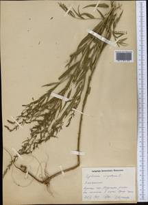 Lythrum virgatum L., Middle Asia, Northern & Central Kazakhstan (M10) (Kazakhstan)