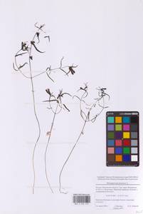 Melampyrum pratense L., Eastern Europe, Moscow region (E4a) (Russia)