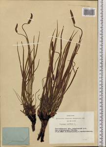 Plantago maritima L., Siberia, Western Siberia (S1) (Russia)