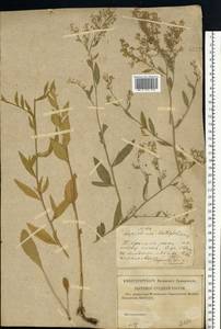 Lepidium latifolium L., Eastern Europe, Lower Volga region (E9) (Russia)