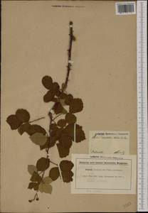 Rubus ulmifolius Schott, Western Europe (EUR) (Croatia)