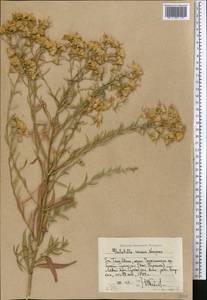 Galatella coriacea Novopokr., Middle Asia, Western Tian Shan & Karatau (M3) (Uzbekistan)