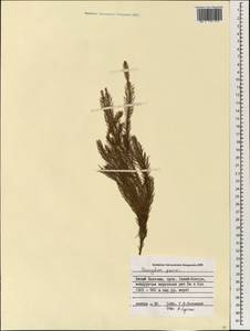 Dacrydium elatum (Roxb.) Wall. ex Loudon, South Asia, South Asia (Asia outside ex-Soviet states and Mongolia) (ASIA) (Vietnam)