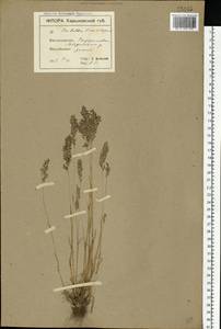Poa bulbosa L., Eastern Europe, North Ukrainian region (E11) (Ukraine)