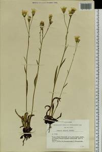 Crepis bungei Ledeb. ex DC., Siberia, Altai & Sayany Mountains (S2) (Russia)