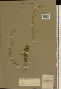 Silene tatarica (L.) Pers., Eastern Europe, North Ukrainian region (E11) (Ukraine)