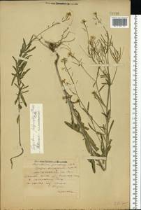 Sisymbrium polymorphum (Murray) Roth, Eastern Europe, Middle Volga region (E8) (Russia)