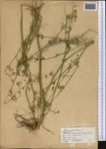 Apium graveolens L., Middle Asia, Western Tian Shan & Karatau (M3) (Kyrgyzstan)