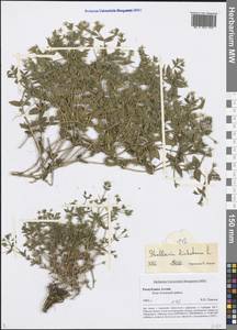 Mesostemma dichotomum (L.) Arabi, Rabeler & Zarre, Siberia, Altai & Sayany Mountains (S2) (Russia)