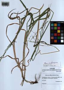 Glyceria notata Chevall., Siberia, Altai & Sayany Mountains (S2) (Russia)