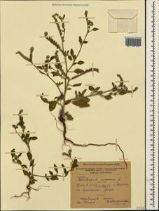 Heliotropium europaeum L., Crimea (KRYM) (Ukraine)