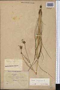 Scorzonera purpurea L., Middle Asia, Syr-Darian deserts & Kyzylkum (M7) (Kazakhstan)