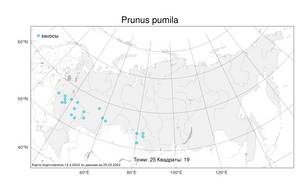 Prunus pumila L., Atlas of the Russian Flora (FLORUS) (Russia)