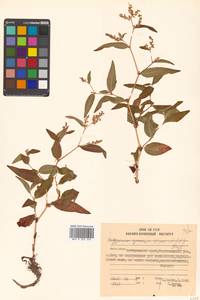 Koenigia ajanensis (Regel & Tiling) J.H.Xue, Chepinoga & K.P.Ma, Siberia, Russian Far East (S6) (Russia)