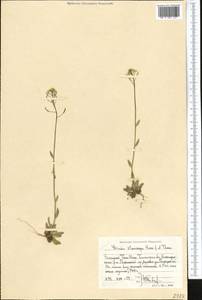 Draba stenocarpa Hook. fil. & Thomson, Middle Asia, Western Tian Shan & Karatau (M3) (Uzbekistan)