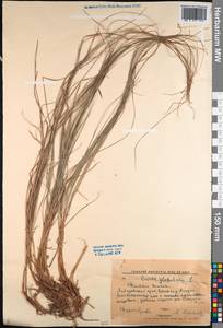 Carex globularis L., Siberia, Russian Far East (S6) (Russia)
