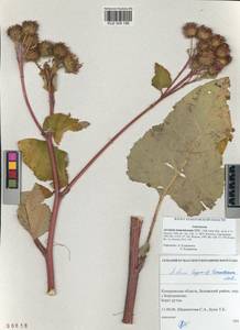 Arctium tomentosum Mill., Siberia, Altai & Sayany Mountains (S2) (Russia)