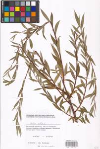 Salix alba L., Eastern Europe, Moscow region (E4a) (Russia)