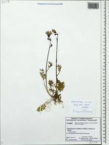 Polemonium villosum Rudolph ex Georgi, Siberia, Central Siberia (S3) (Russia)