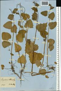 Alliaria petiolata (M.Bieb.) Cavara & Grande, Eastern Europe (no precise locality) (E0) (Not classified)