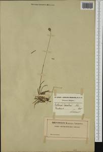 Sesleria caerulea (L.) Ard., Western Europe (EUR) (Belgium)