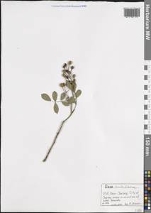 Rosa multiflora Thunb., America (AMER) (United States)