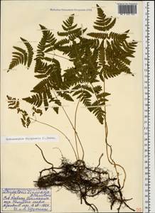 Gymnocarpium dryopteris (L.) Newman, Caucasus, Stavropol Krai, Karachay-Cherkessia & Kabardino-Balkaria (K1b) (Russia)